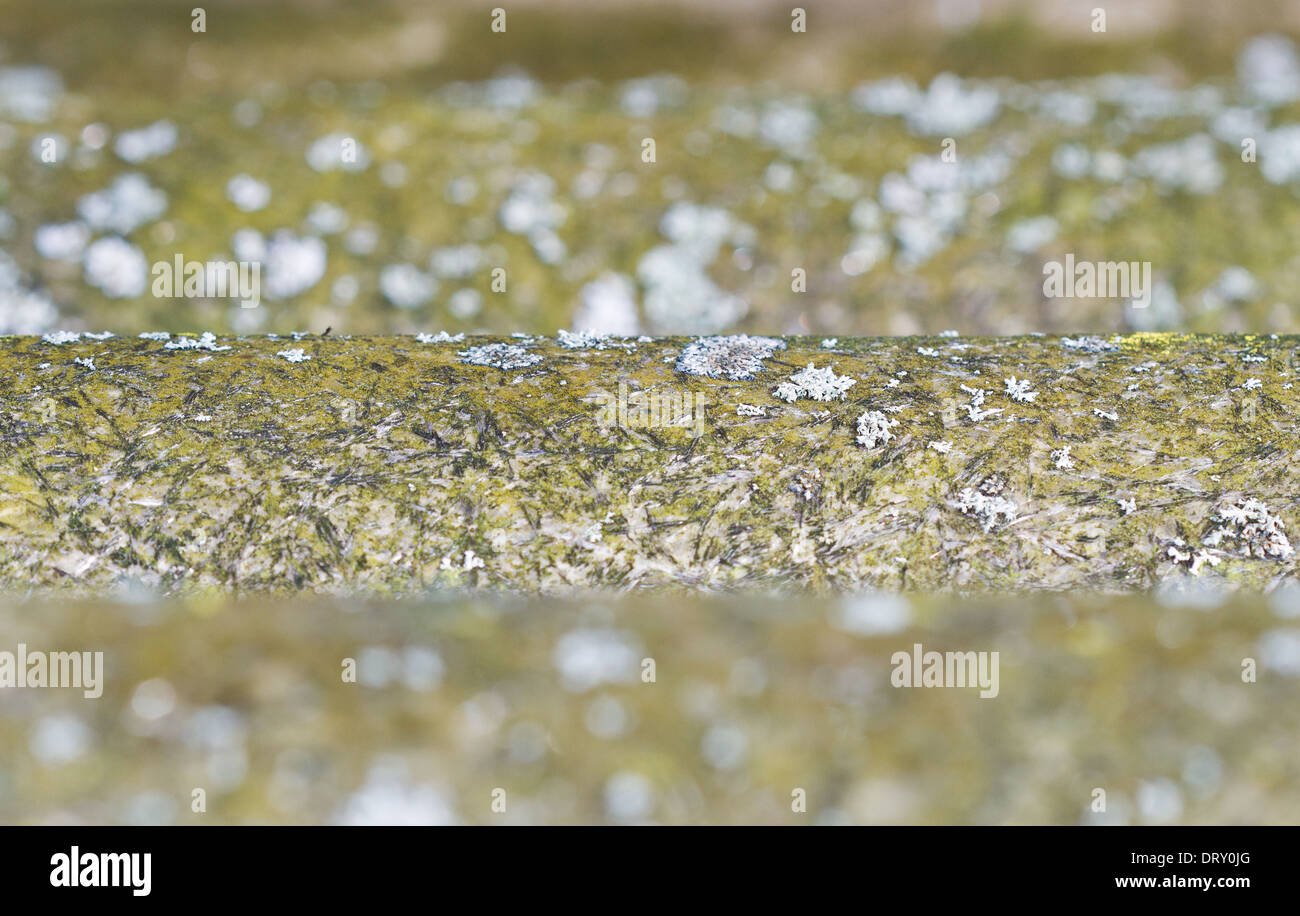 Toiture de l'amiante, cultivés avec les lichens Banque D'Images