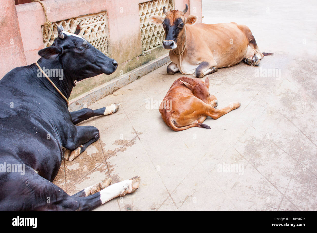 Vaches dans la rue en Inde, l'Asie Banque D'Images