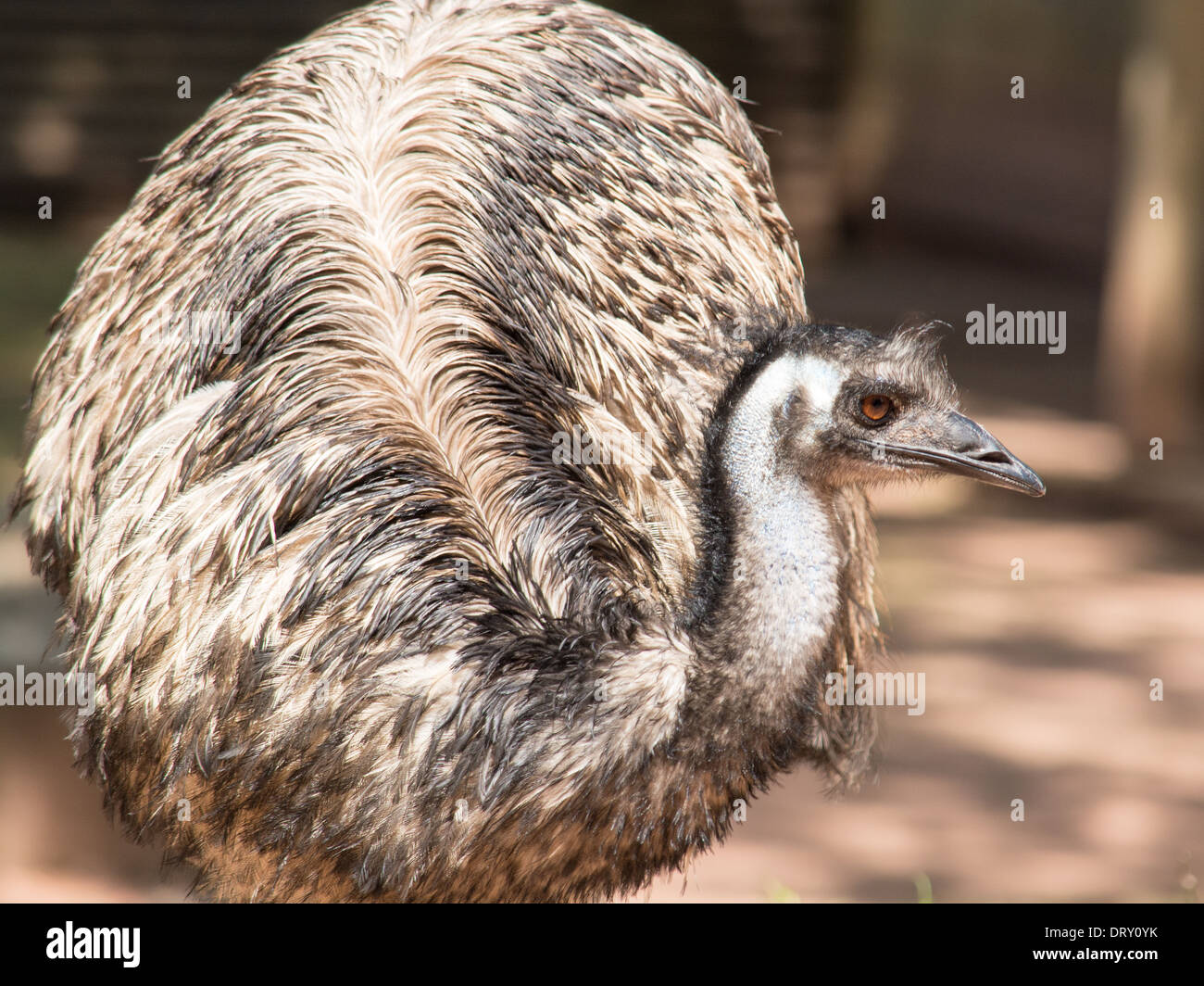 L'UEM (Dromaius novaehollandiae) est le plus grand oiseau originaire de l'Australie Banque D'Images