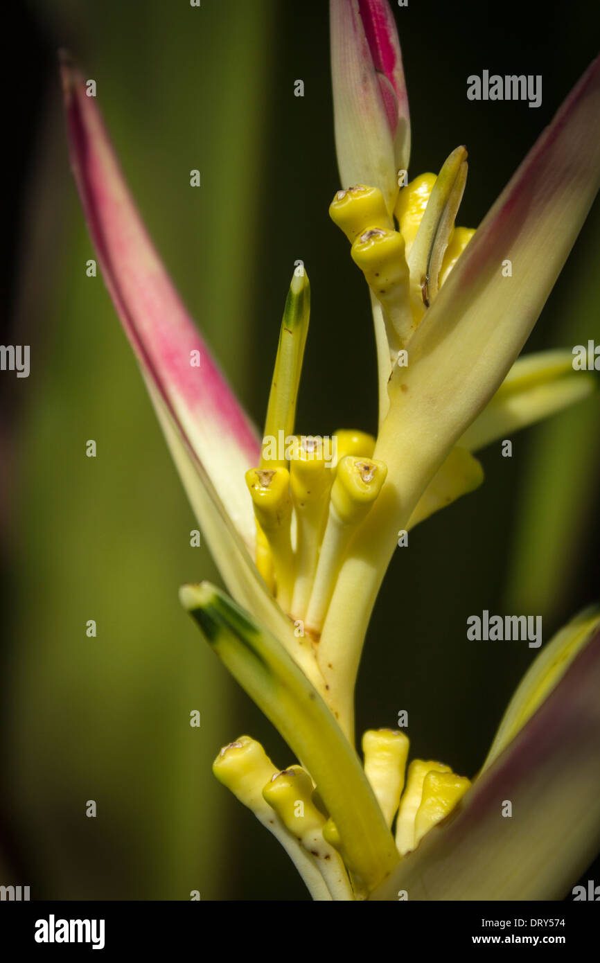 Heliconia aurantiaca fleur exotique tropical Banque D'Images