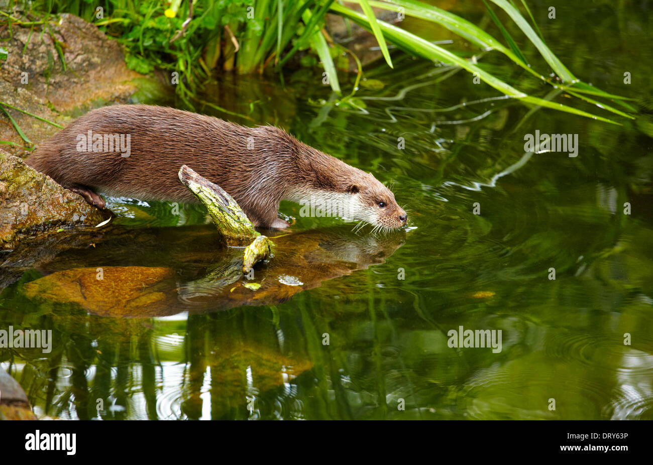 Loutre d'Europe (Lutra lutra) en captivité. Stork et centre de protection de la loutre. Hunawihr. Haut-Rhin. L'Alsace. France Banque D'Images