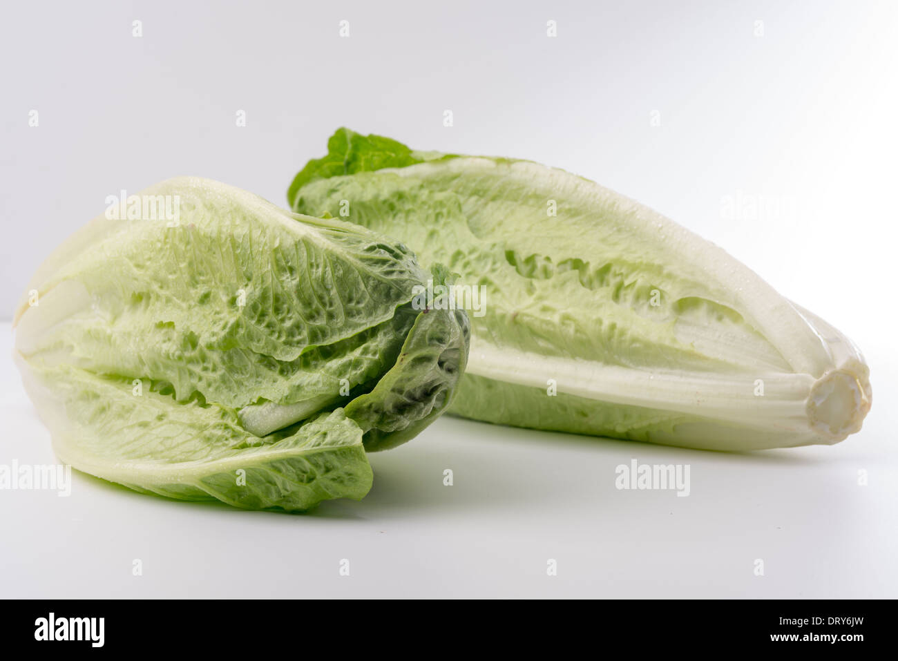 Lettuce-Lactuca,sativa romaine sur fond blanc,cut-out Banque D'Images