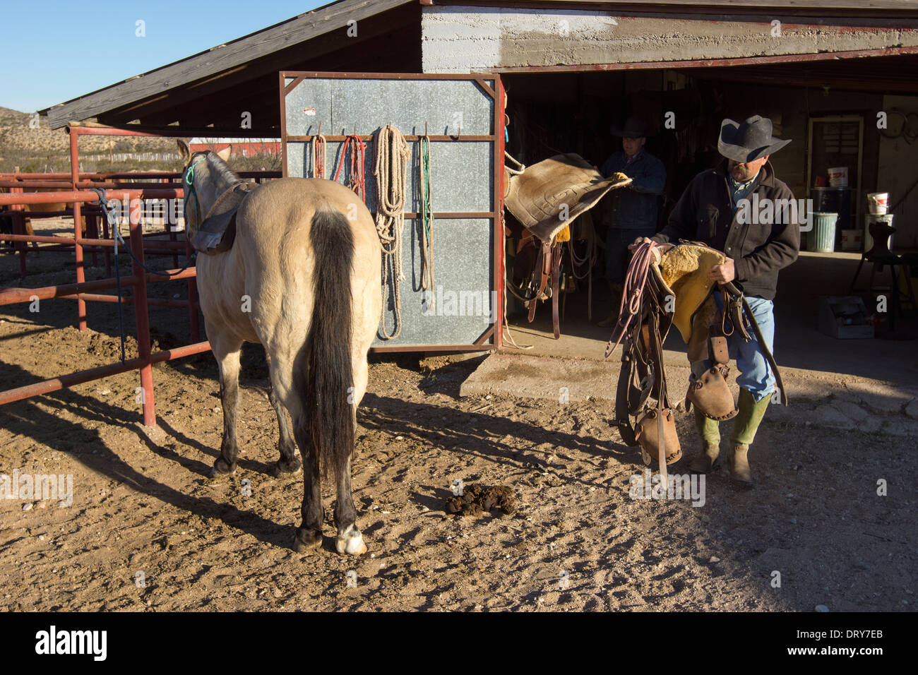 De grands éleveurs de selle son cheval sur un ranch au Texas. Banque D'Images