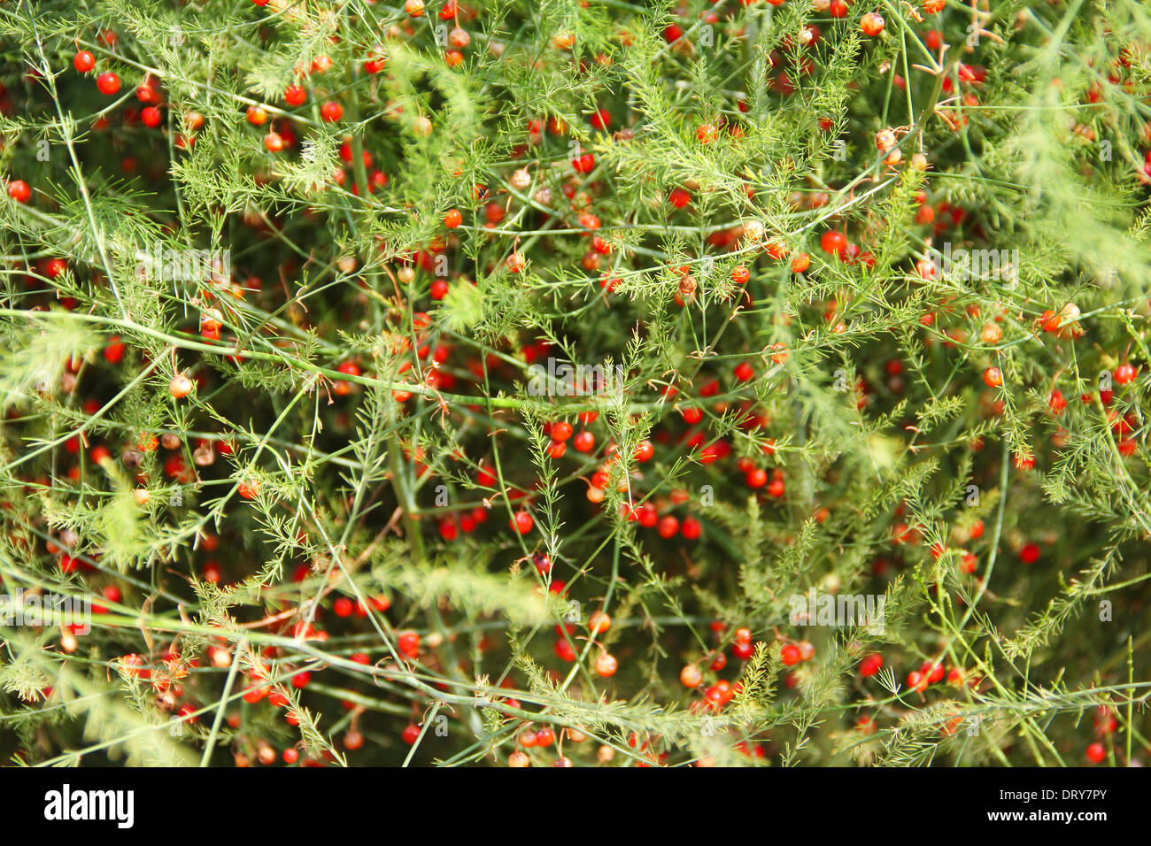Fruits Rouges Toxique Fruits rouges toxiques Banque de photographies et d’images à haute ...