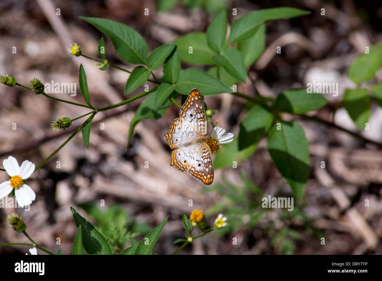 Paon blanc papillon sur une fleur blanche Banque D'Images