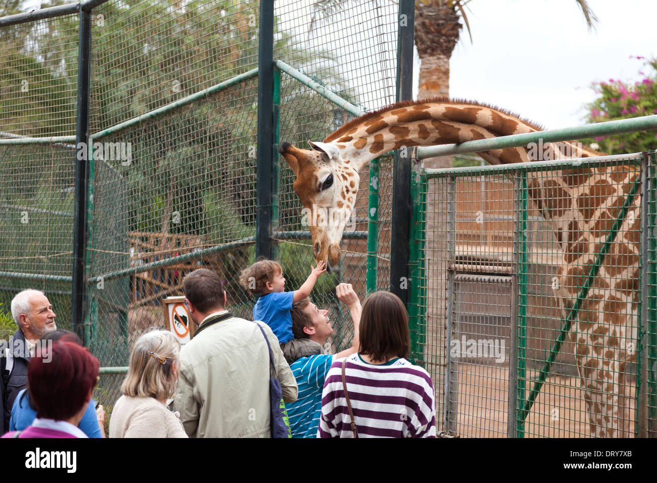 Les visiteurs et une girafe Oasis Park à Fuerteventura, Îles Canaries, Espagne Banque D'Images