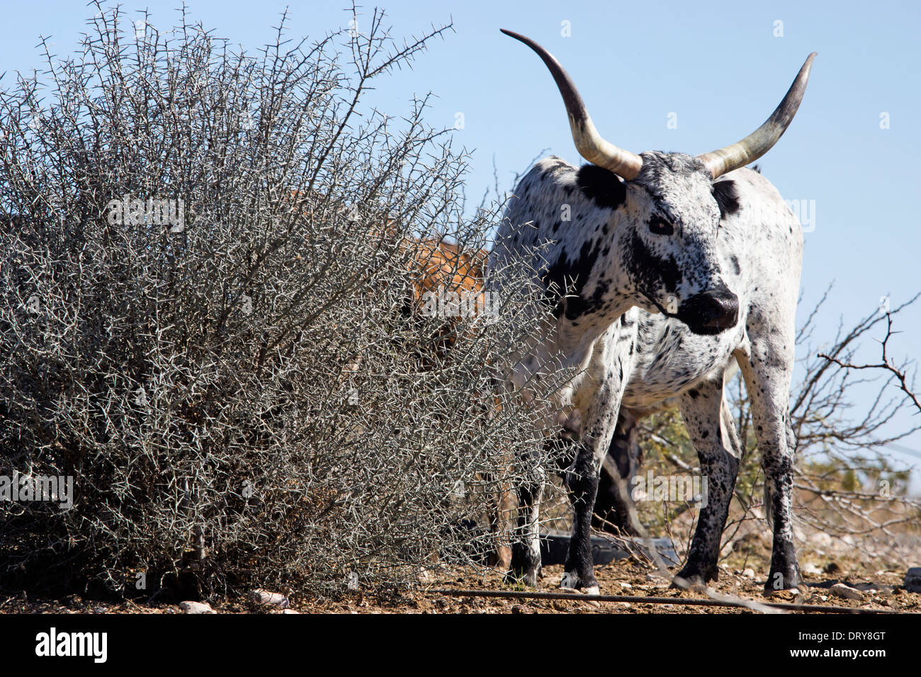 Longhorn bovins sur un ranch de l'ouest du Texas. Banque D'Images