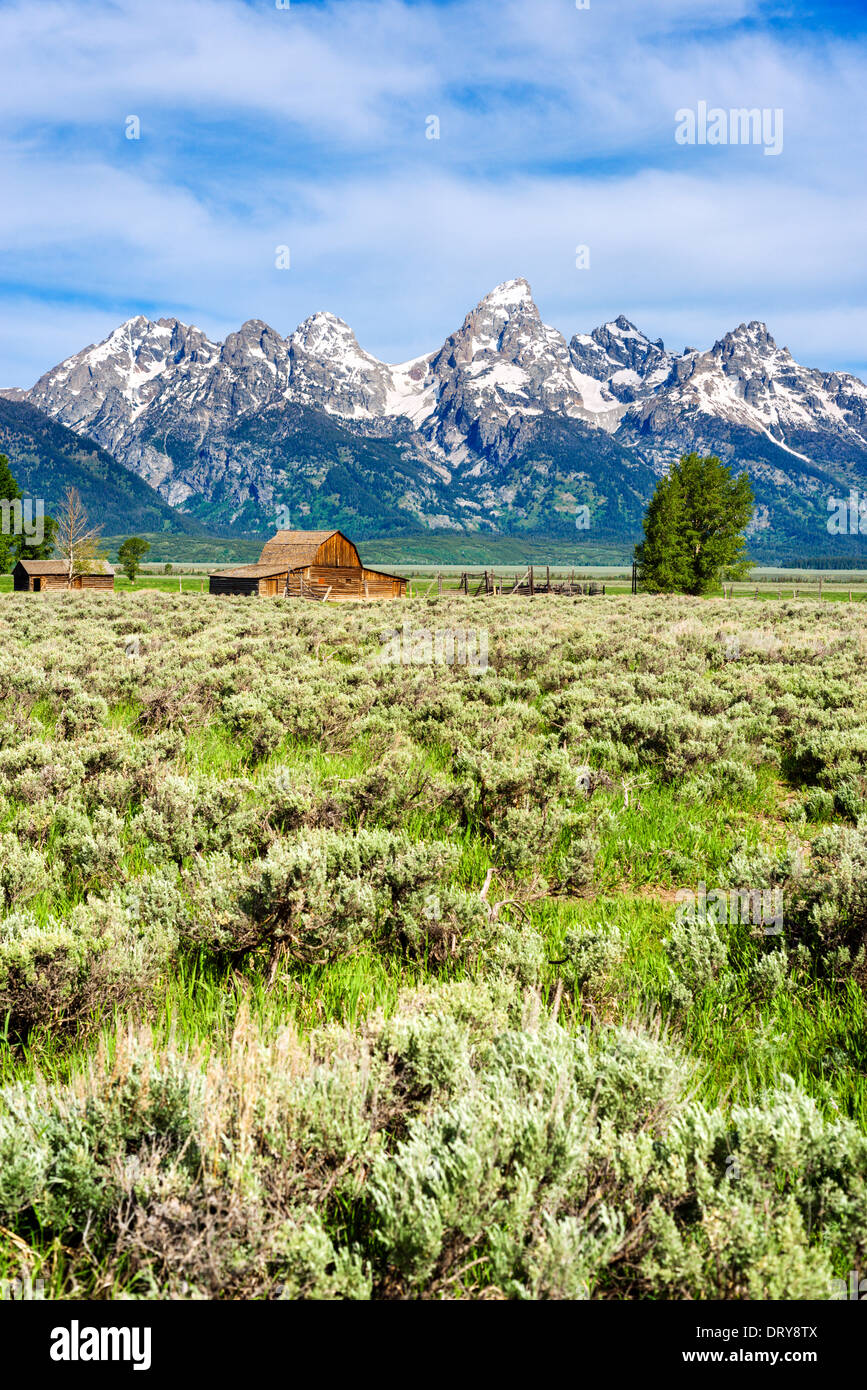 Mormon Row historique, Grand Teton National Park, la vallée de Jackson Hole, Wyoming, USA Banque D'Images