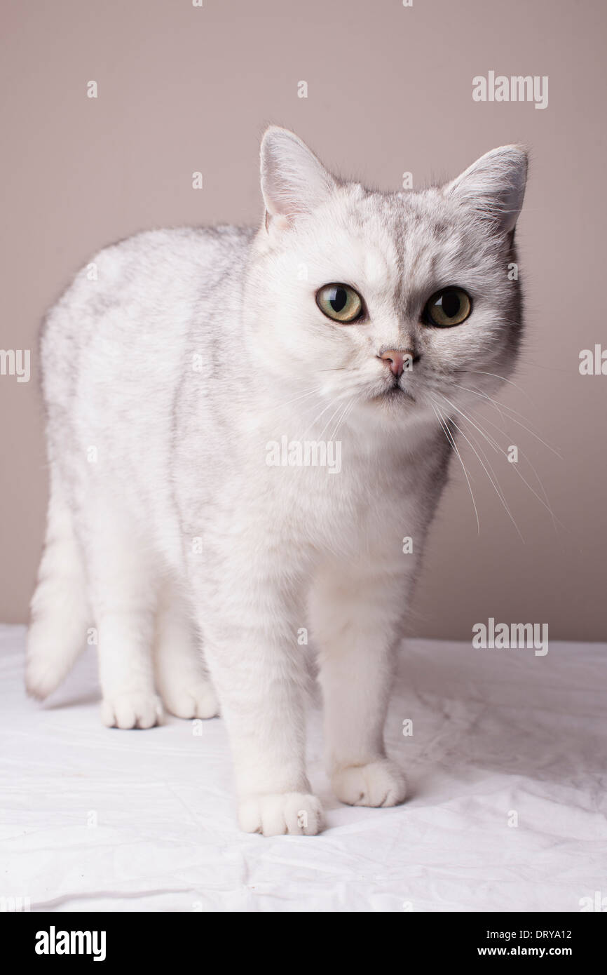 Portrait d'un chat pedigree blanc Banque D'Images