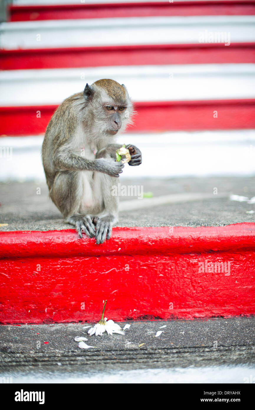 Monkey manger une fleur sur les étapes menant à la Batu Caves, Malaisie Banque D'Images