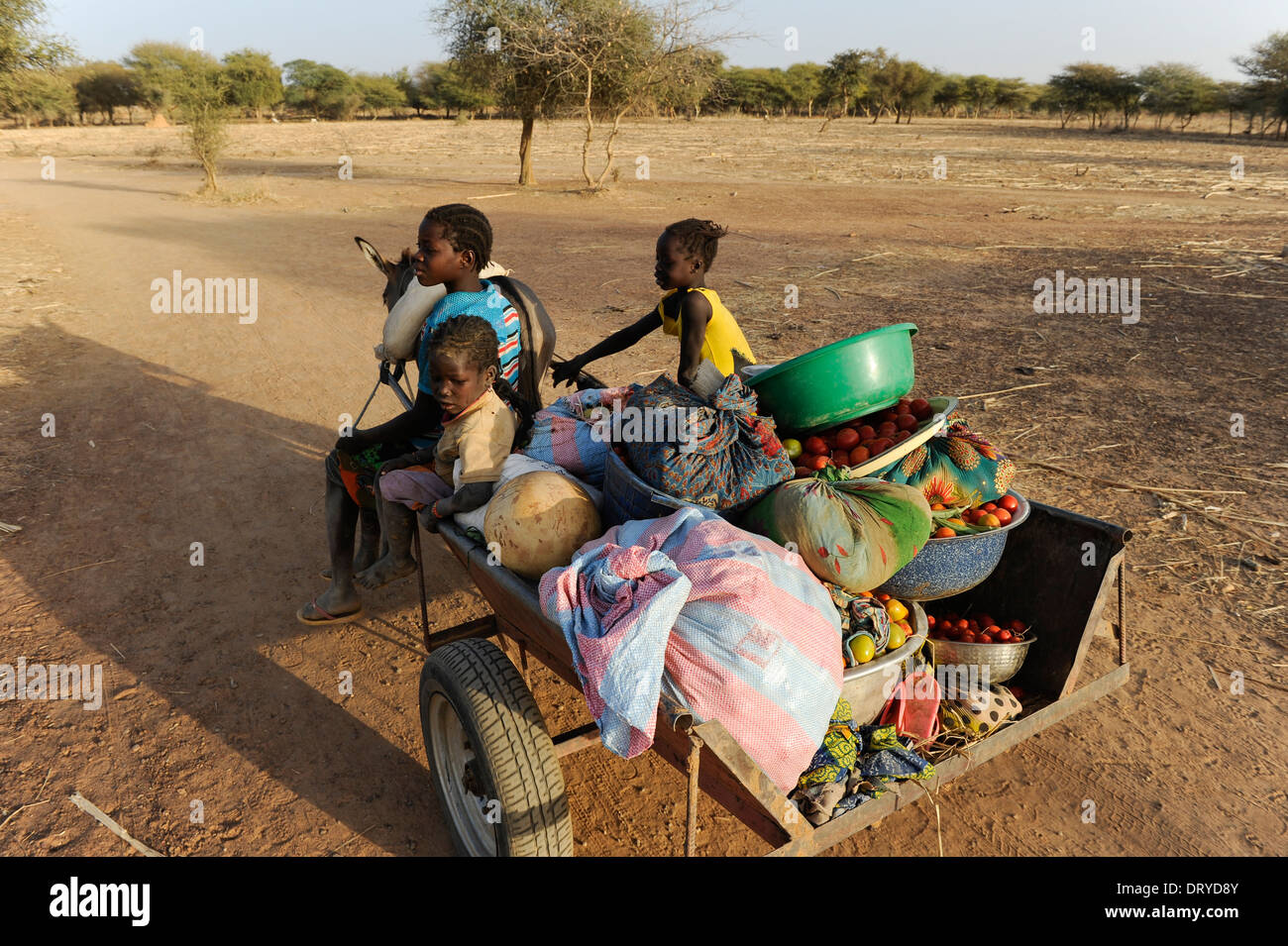 Burkina FASO Kaya, les enfants transportent des légumes avec un chariot âne de la ferme au marché, les ânes sont une cible des acheteurs chinois pour l'exportation pour produire de la gélantine à partir de la peau âne pour extraire Ejiao pour la médecine chinoise traditionnelle TCM Banque D'Images