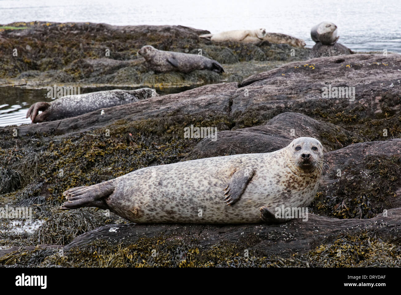 Près de l'île de Garinish joints, Irlande Banque D'Images