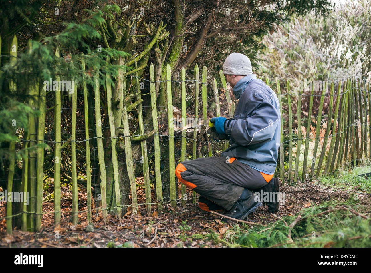 Arbre élagage jardinier professionnel avec vu. Banque D'Images