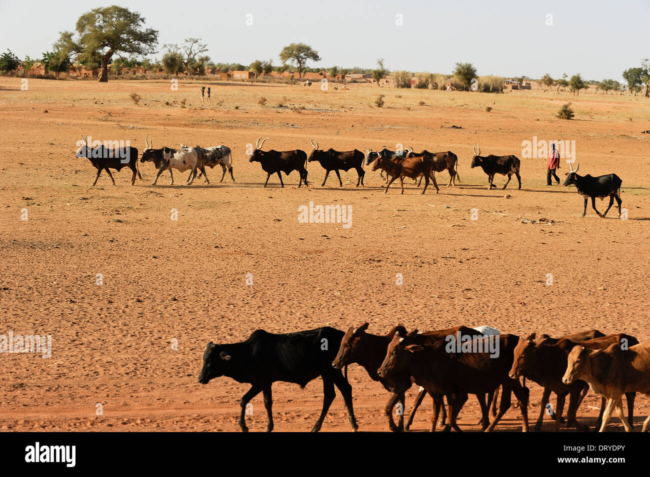 BURKINA FASO Djibo, berger avec les vaches sur le chemin de la place de l'eau Banque D'Images