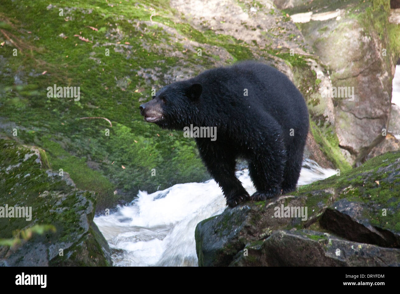 Un gros ours noir est perché sur un rocher au-dessus d'une rivière à saumons sur l'île Princess Royal, British Columbia, Canada. Banque D'Images