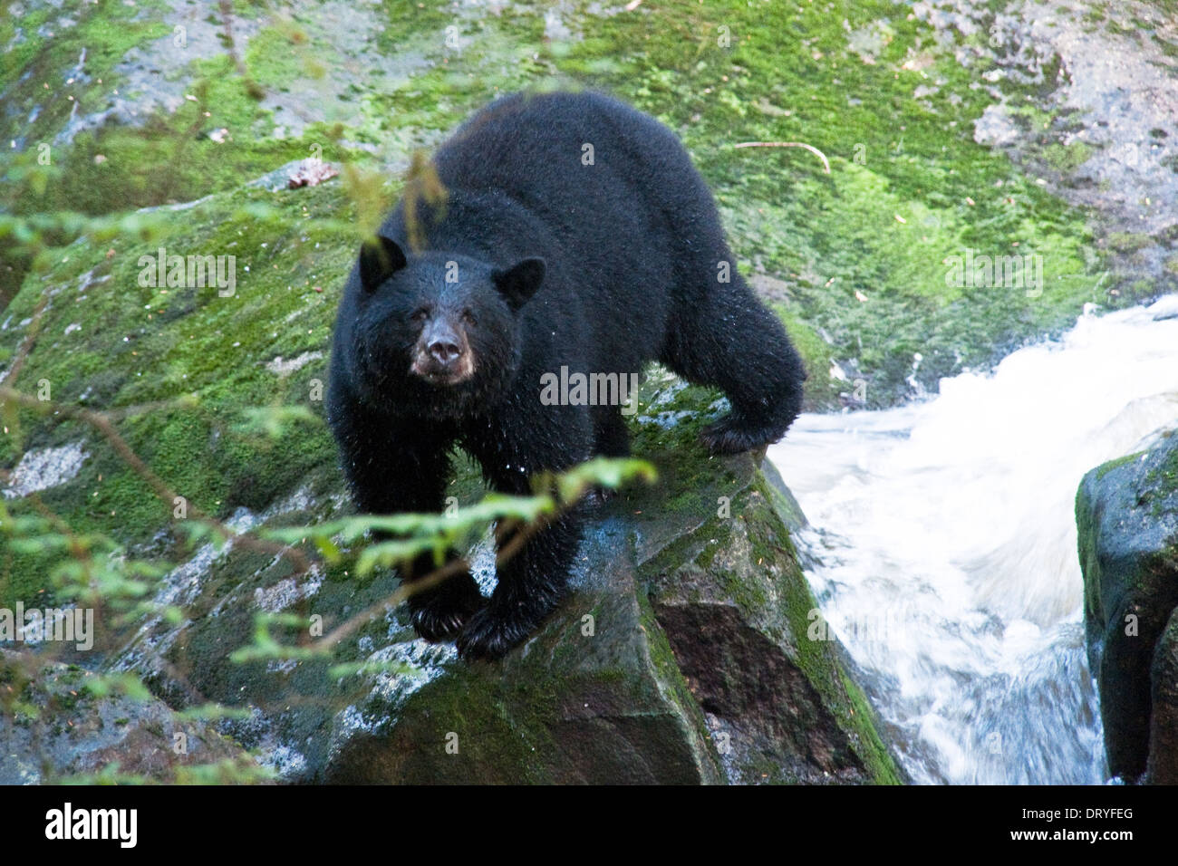 Un gros ours noir est perché sur un rocher au-dessus d'une rivière à saumons sur l'île Princess Royal, British Columbia, Canada. Banque D'Images