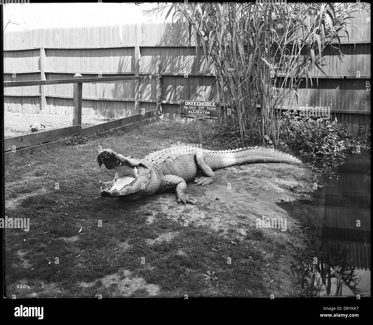 Une photographie d'un alligator nommé 'Okeechobee' dans son enclos à la California Alligator Farm à Los Angeles, vers 1900, montrant les premières pratiques des zoos et des fermes animales. Banque D'Images