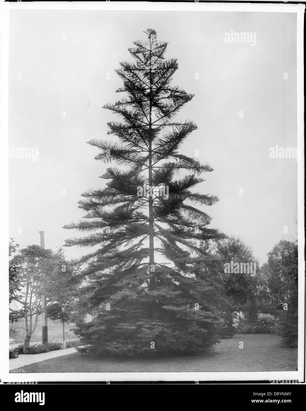 Photographie d'un grand pin de l'île Norfolk (Araucaria excelsa) dans un parc, prise vers 1920. L'image souligne la hauteur imposante de l'arbre et sa présence dans un parc public. Banque D'Images
