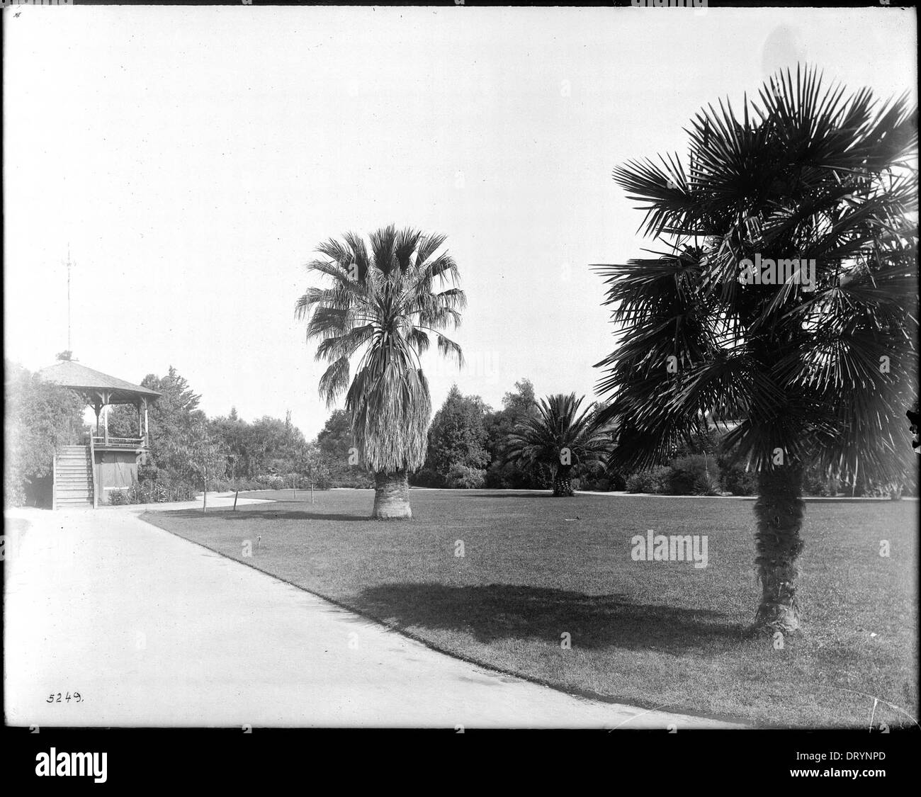 Une photographie montrant des palmiers et un belvédère à A.T. White Park à Riverside, en Californie, prise vers 1900, capturant les paysages et les loisirs du parc. Banque D'Images