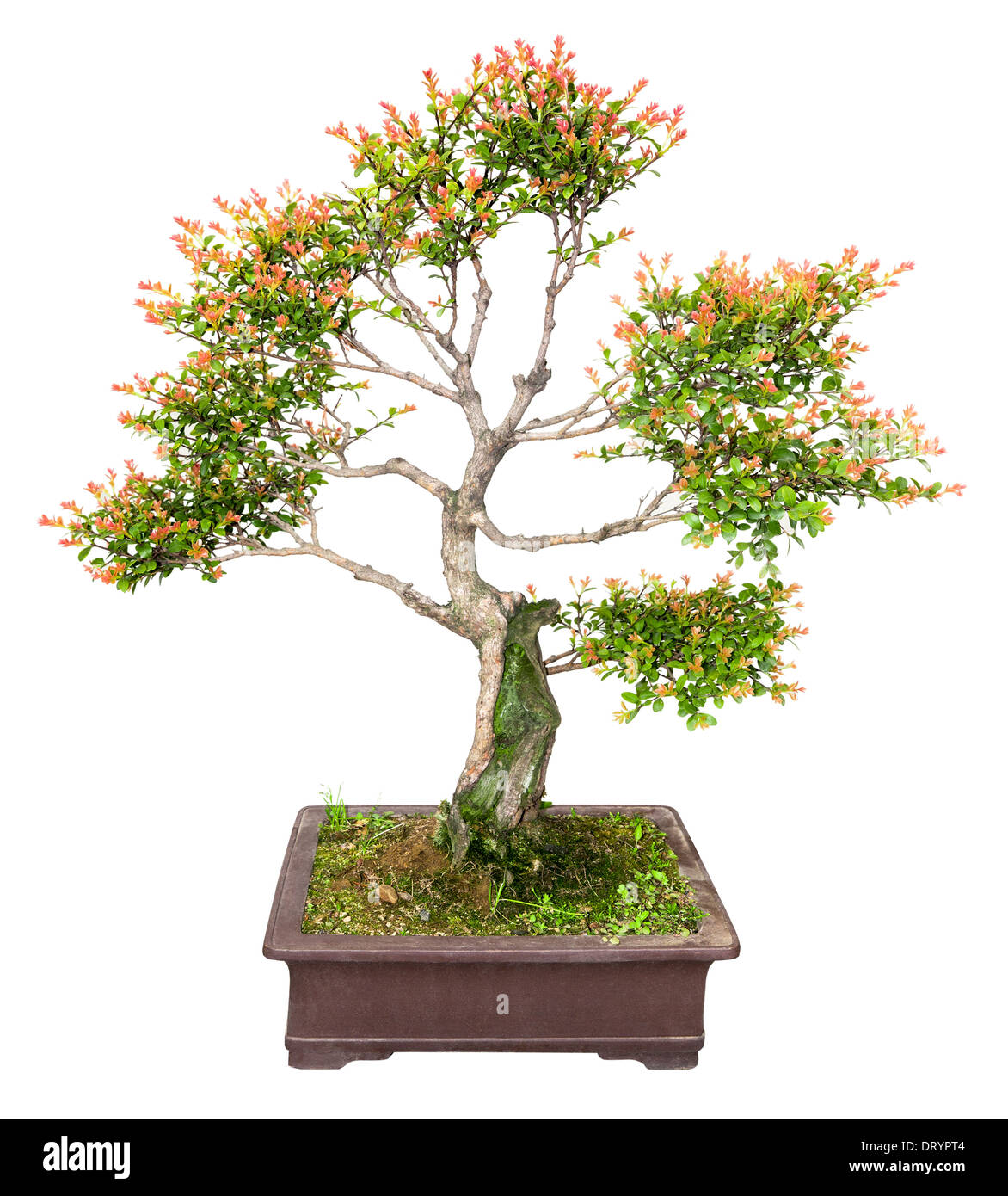 Bonsaï arbre chinois Banque D'Images