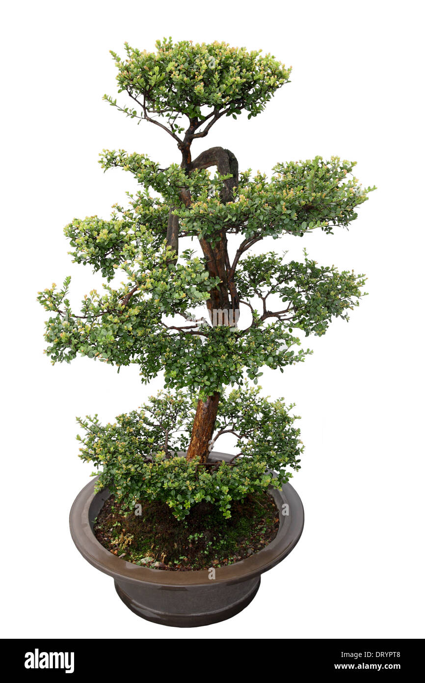 Bonsaï arbre vert Banque D'Images