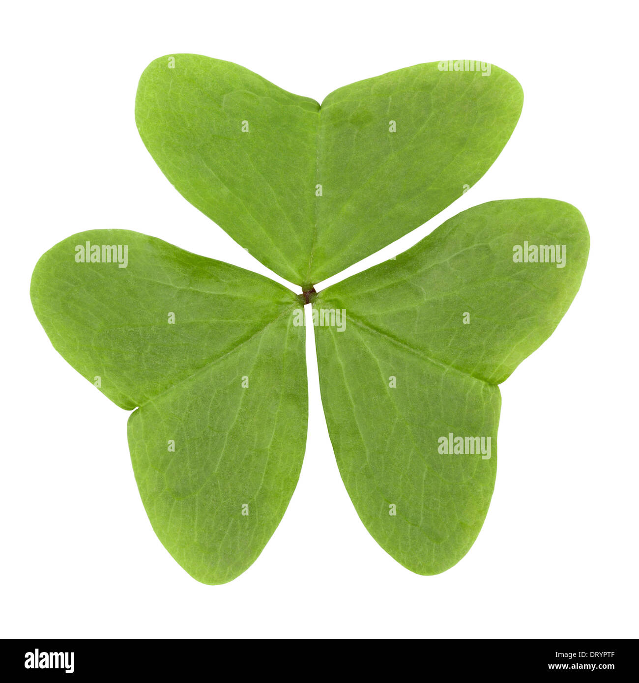 3 Leaf Clover Banque D'Images