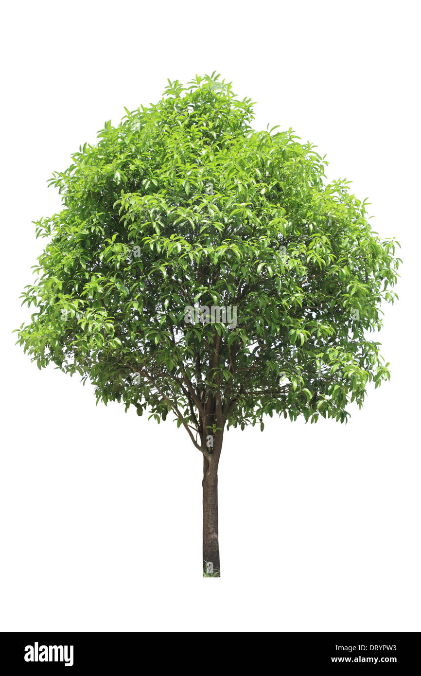 Petit arbre vert Banque D'Images