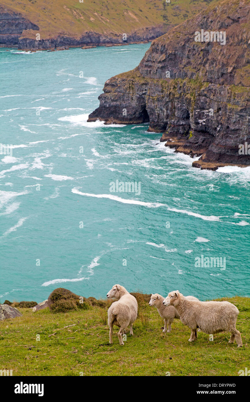 Les moutons le long de la côte bordée de falaises de la péninsule de Banks, Nouvelle-Zélande Banque D'Images