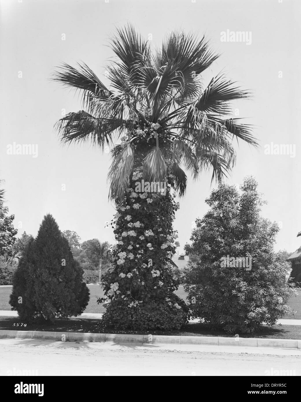 Une photographie d'un palmier entouré de lierre autour de son tronc, capturée vers 1920, mettant en évidence l'interaction de la nature avec les plantes. Banque D'Images