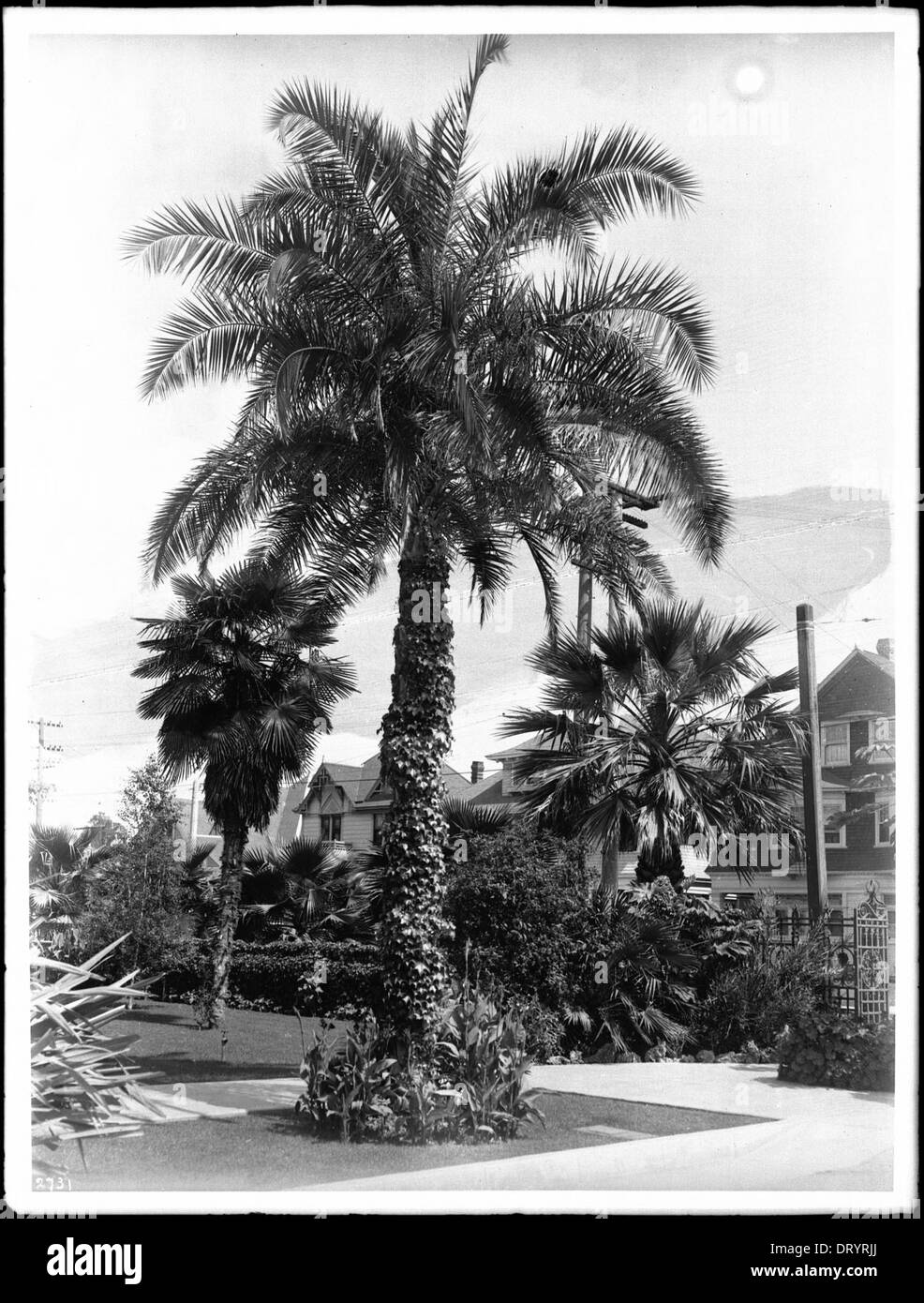Photographie d'un grand palmier Phoenix reclinata dans un parc de Los Angeles, prise vers 1920. L'image met en évidence la taille de l'arbre et la beauté naturelle du cadre du parc. Banque D'Images