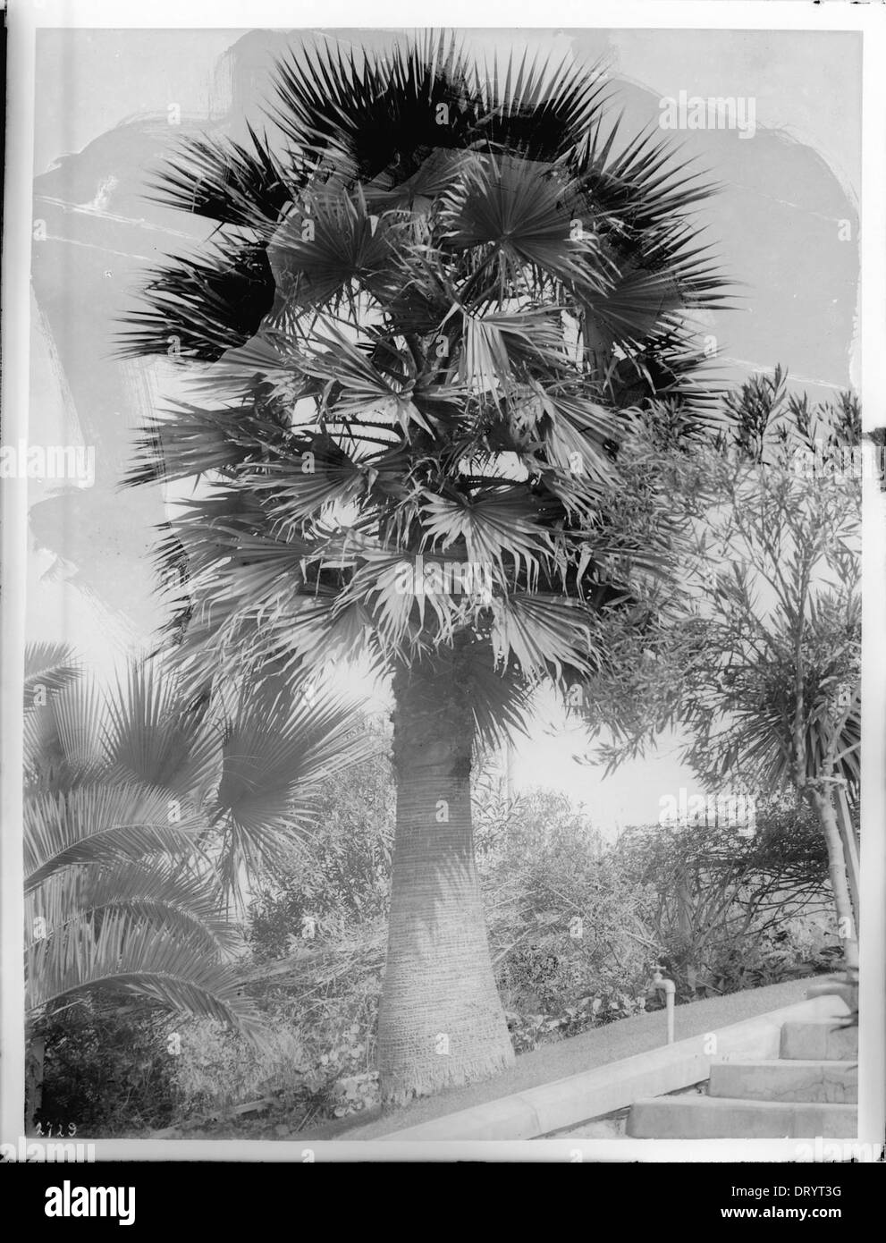 Un grand palmier Sonora Filafera Robusta se dresse dans un parc au Mexique, capturé vers 1920, soulignant sa hauteur imposante et ses caractéristiques. Banque D'Images