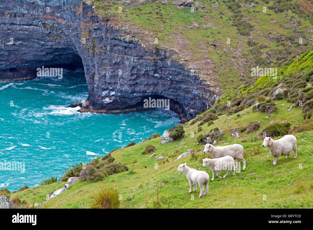 Les moutons le long de la côte bordée de falaises de la péninsule de Banks, Nouvelle-Zélande Banque D'Images