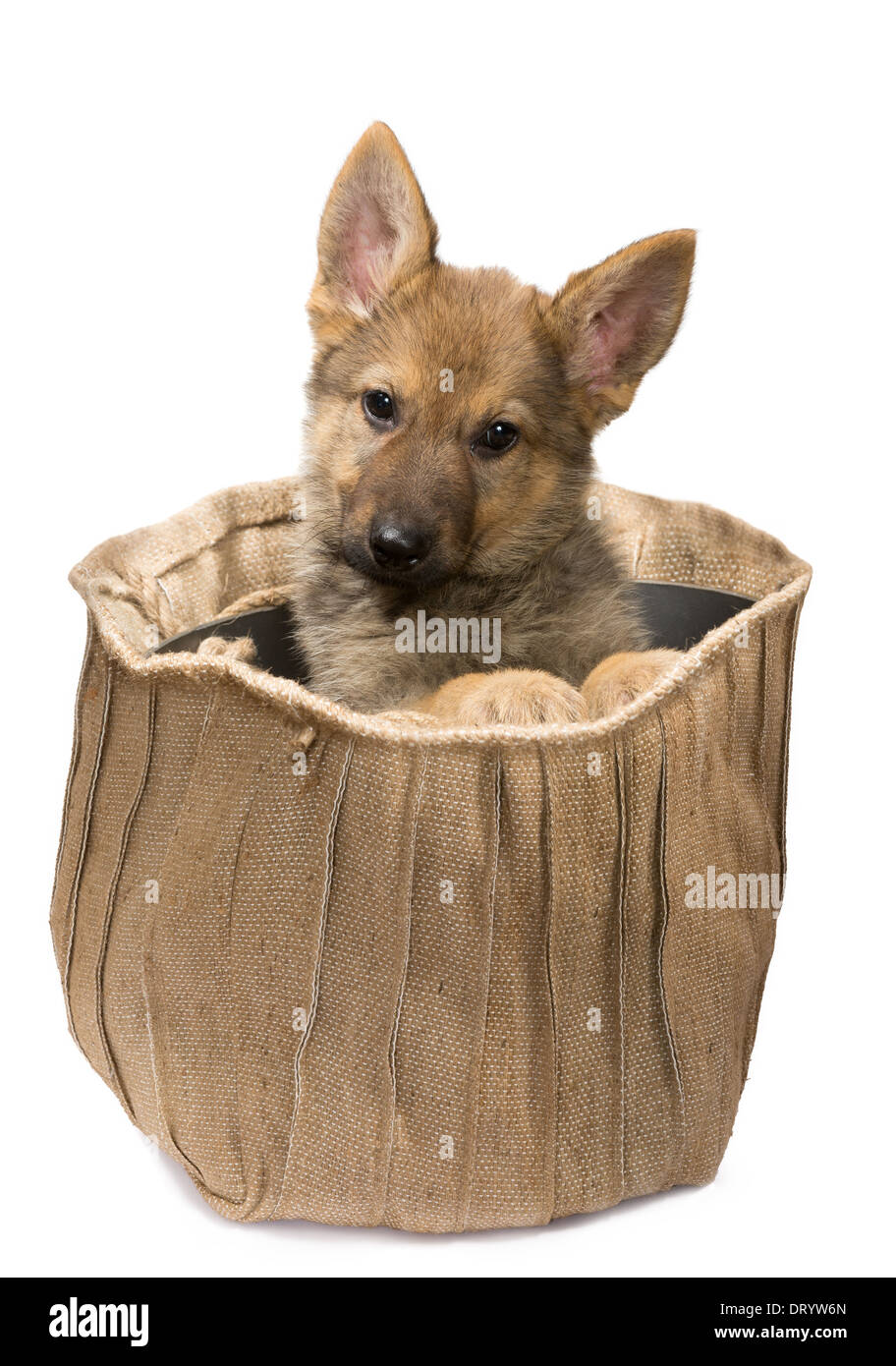 La mendicité adorable chiot berger allemand de 9 semaines dans un sac de jute vintage Banque D'Images