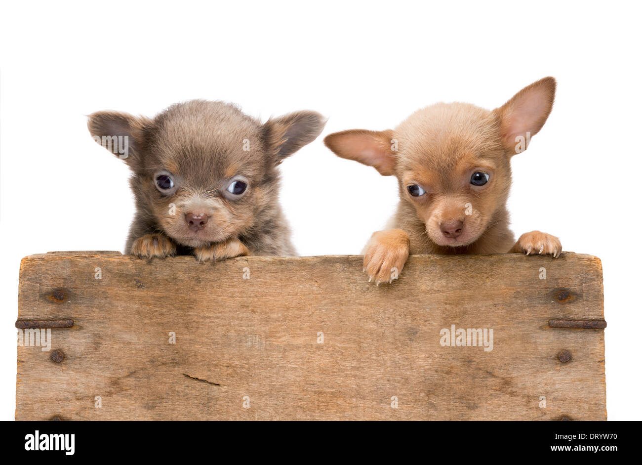 Vintage des caisses en bois remplies de nouveau-né deux chiots chihuahua Banque D'Images