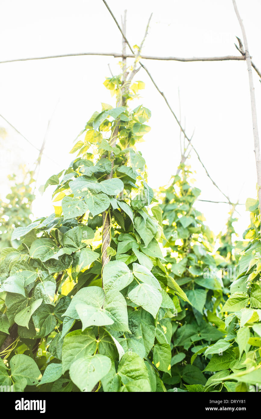Domaine de l'Hop plantes croissant en été Banque D'Images