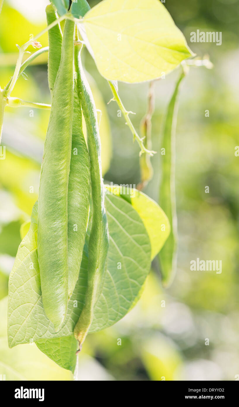 Le haricot vert (Phaseolus vulgaris) croissant dans jardin Banque D'Images