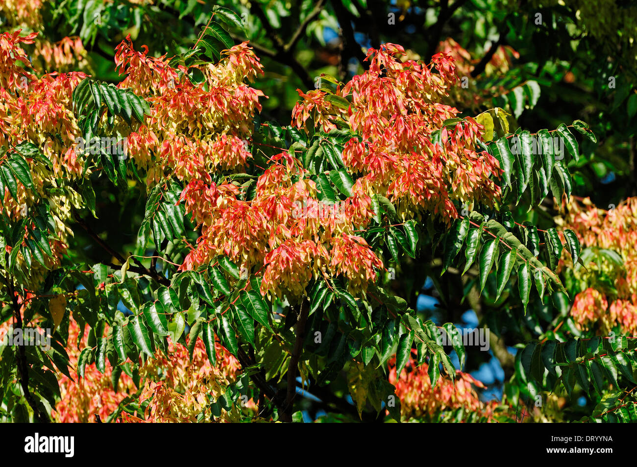 Arbre du Ciel (Ailanthus altissima) Banque D'Images