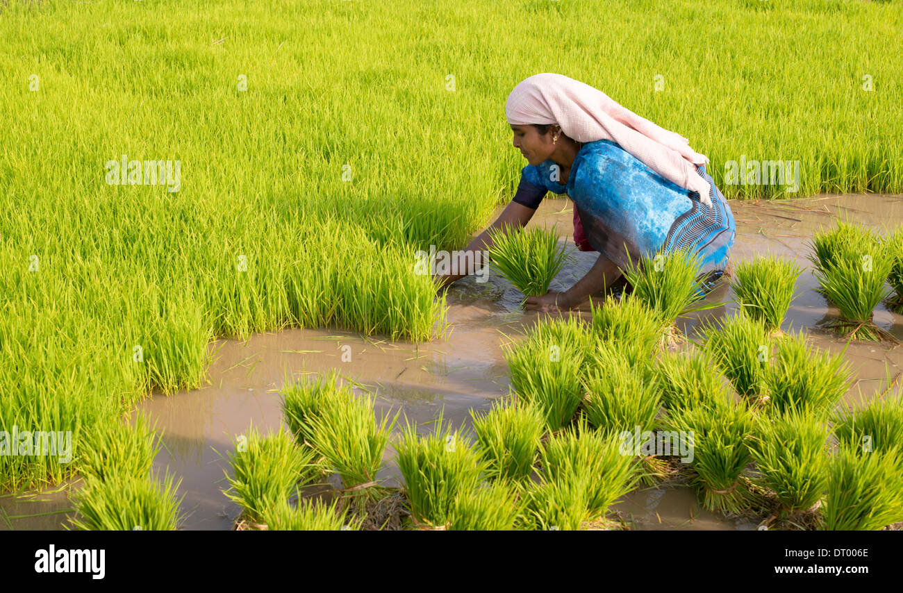 Indian Woman picking de nouveaux plants de riz en préparation pour la plantation d'une nouvelle rizière. L'Andhra Pradesh. L'Inde Banque D'Images