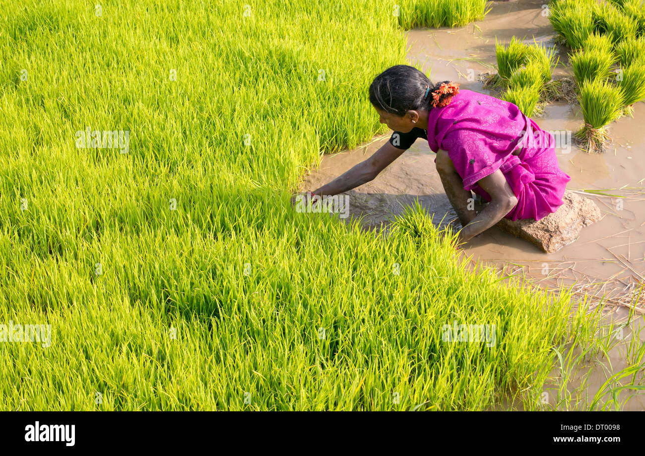Indian Woman picking de nouveaux plants de riz en préparation pour la plantation d'une nouvelle rizière. L'Andhra Pradesh. L'Inde Banque D'Images