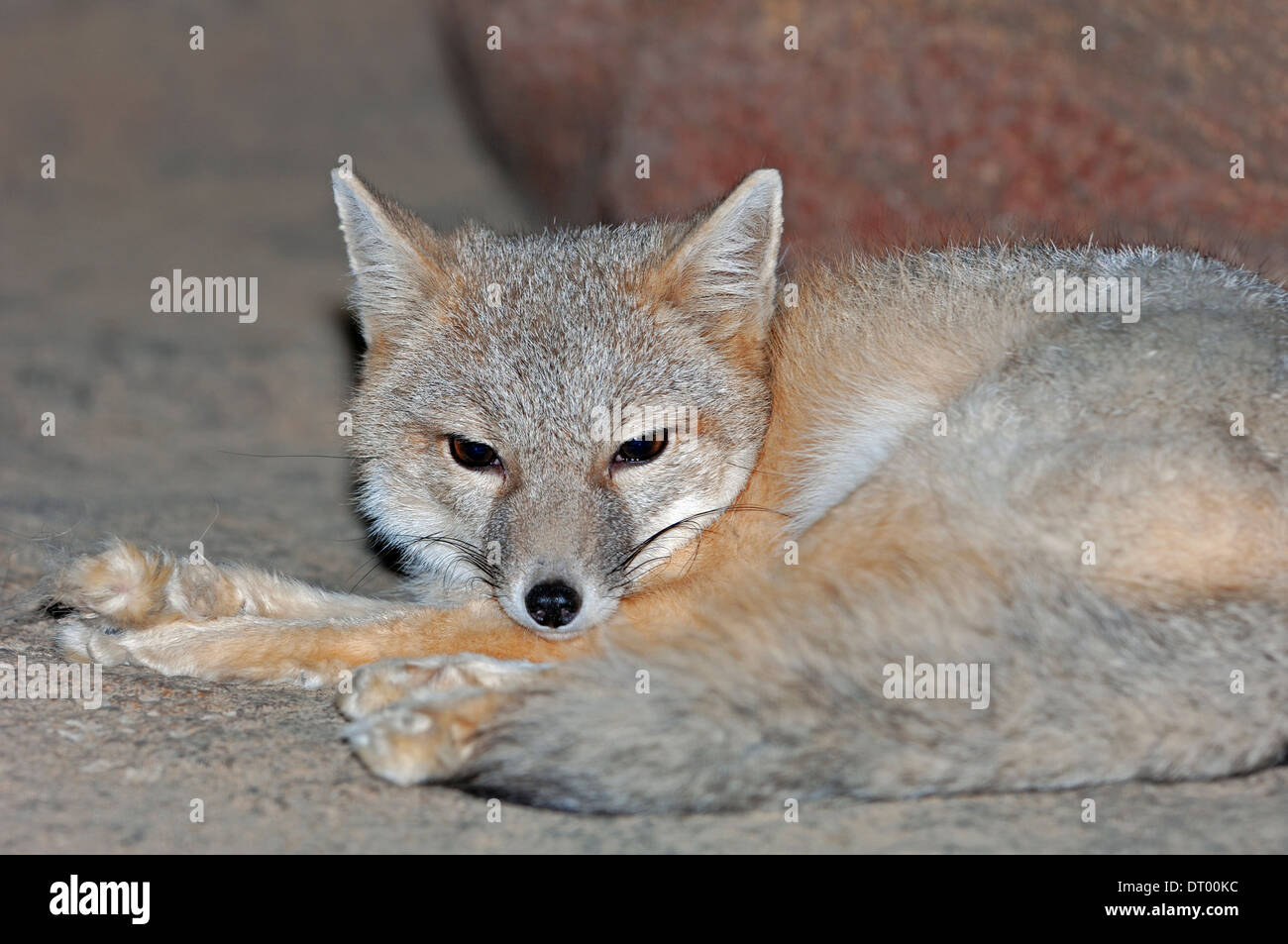 Le renard véloce (Vulpes velox) Banque D'Images