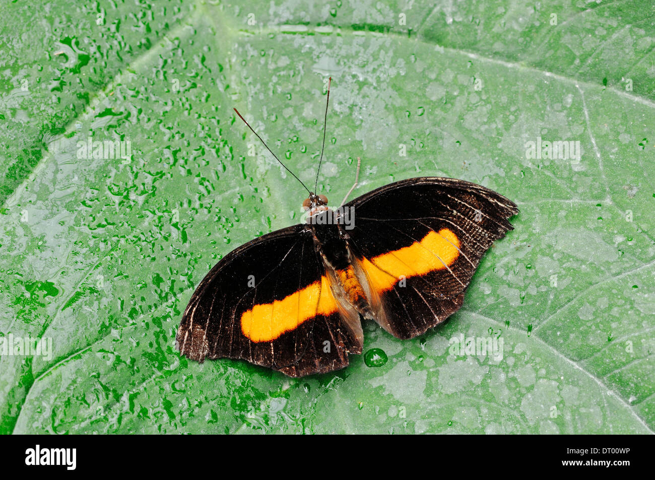 Cordonnier à bandes orange Butterfly Catonephele (oretes) Banque D'Images