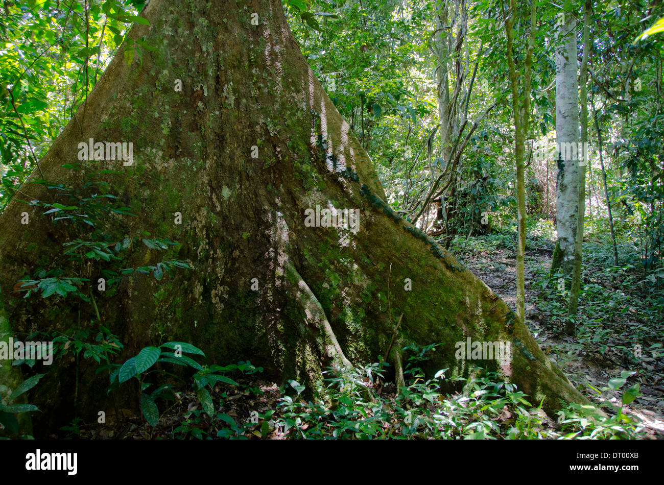 Les racines des arbres diptérocarpacées, énorme tronc d'arbre en forêt, Danum Valley, Sabah, Bornéo, Malaisie Orientale Banque D'Images