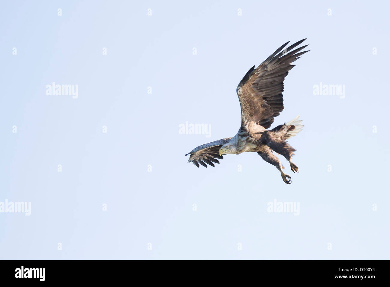 Haliaeetus albicilla cerf Seeadler Sea Eagle Banque D'Images