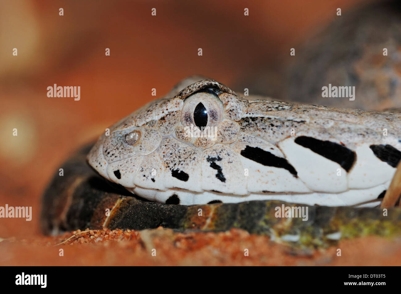 Death Adder commun (Acanthophis antarcticus) Banque D'Images