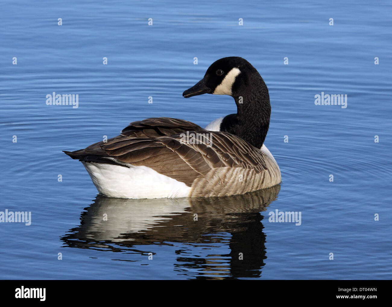 Canada Goose à Cosmeston Lake, South Wales Banque D'Images