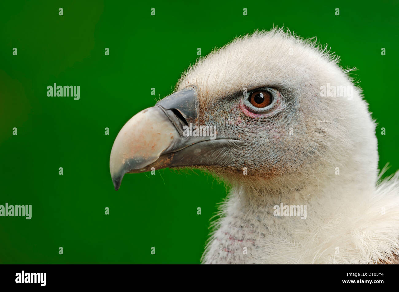 Vautour fauve (Gyps fulvus) Banque D'Images