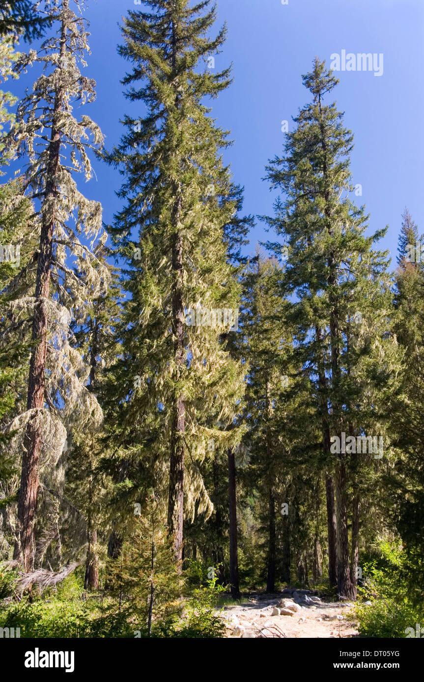 La saumon Sac, Okanogan-Wenatchee National Forest, L'État de Washington, USA, 2012. Bois de pin Banque D'Images