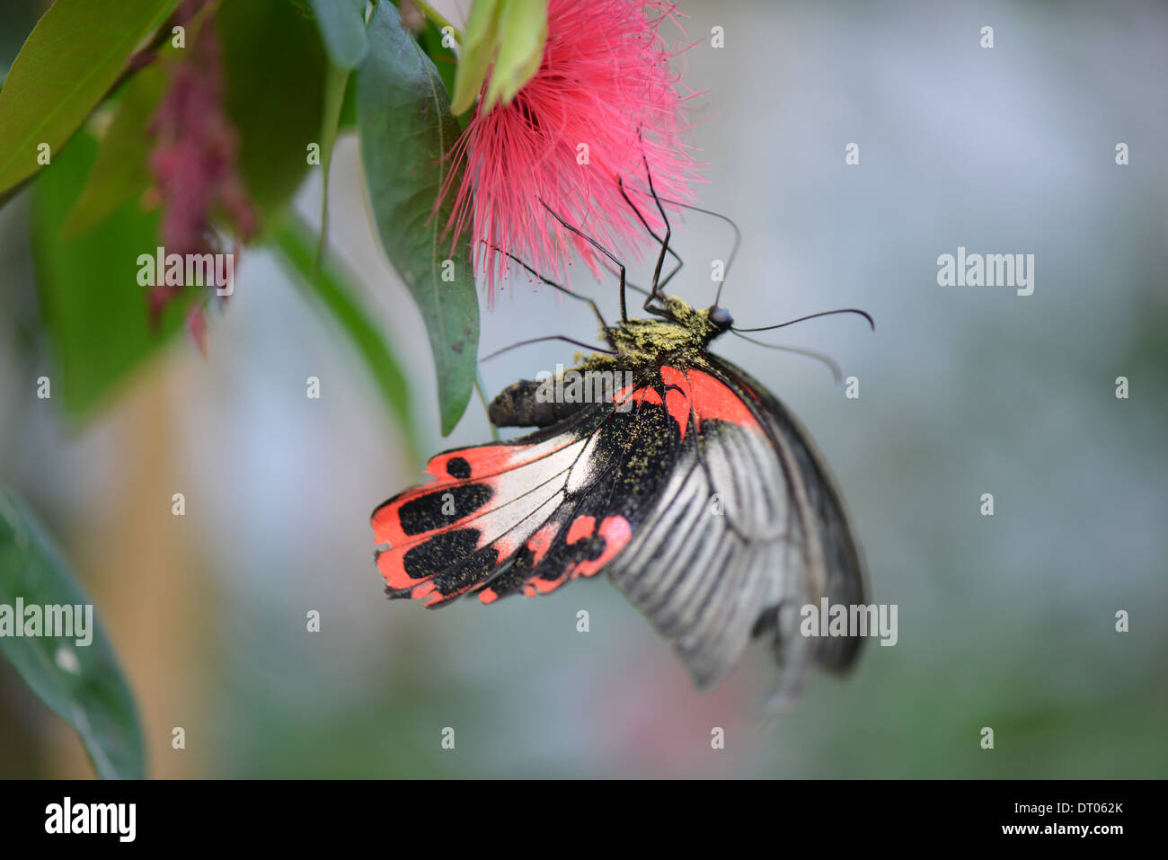 papillon Banque D'Images