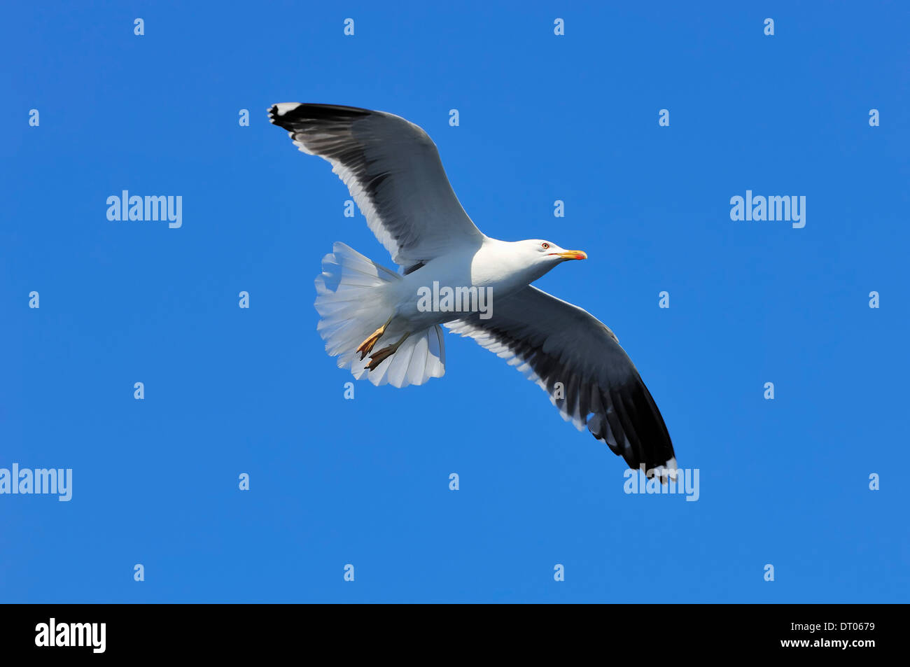 European Herring Gull Larus argentatus), Texel, Pays-Bas Banque D'Images