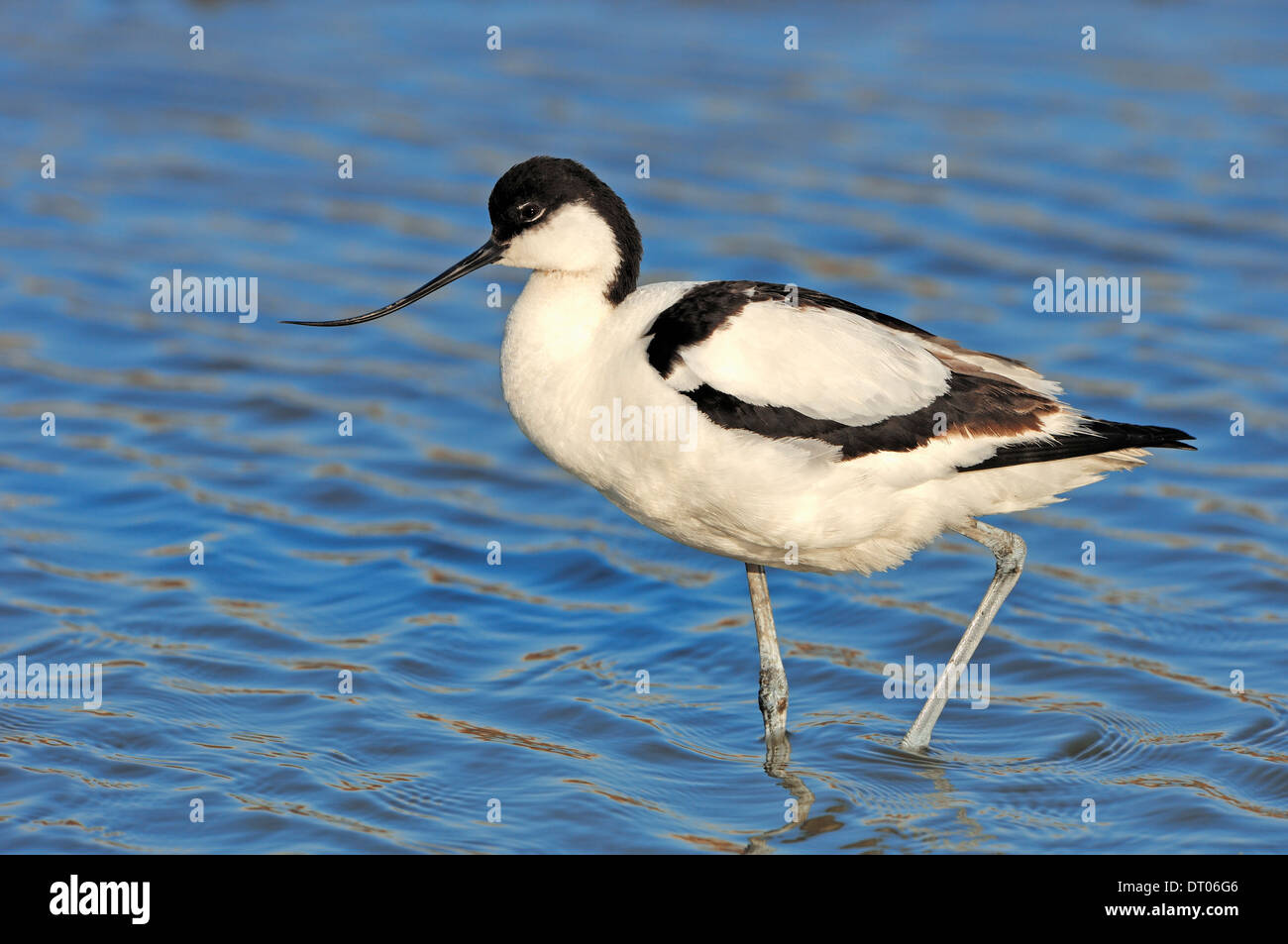 Avocette élégante (Recurvirostra avosetta), Texel, Pays-Bas Banque D'Images